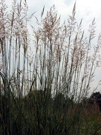 Indian grass 4